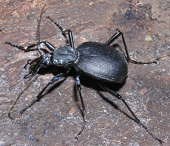 Cychrus italicus